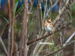  - Yellow-throated Bunting