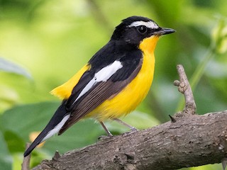  - Yellow-rumped Flycatcher