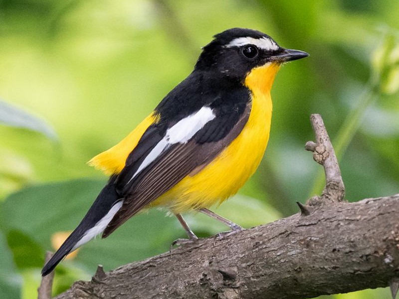 Yellow flycatcher on sale