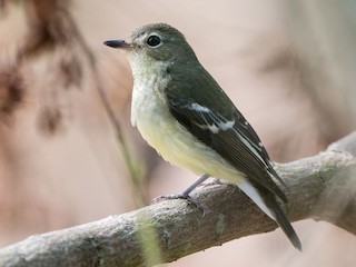 Weibchen - Kai Pflug - ML157491691