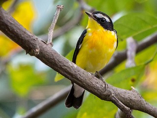 マミジロキビタキ(2018.05.15) - 日本の野鳥識別図鑑
