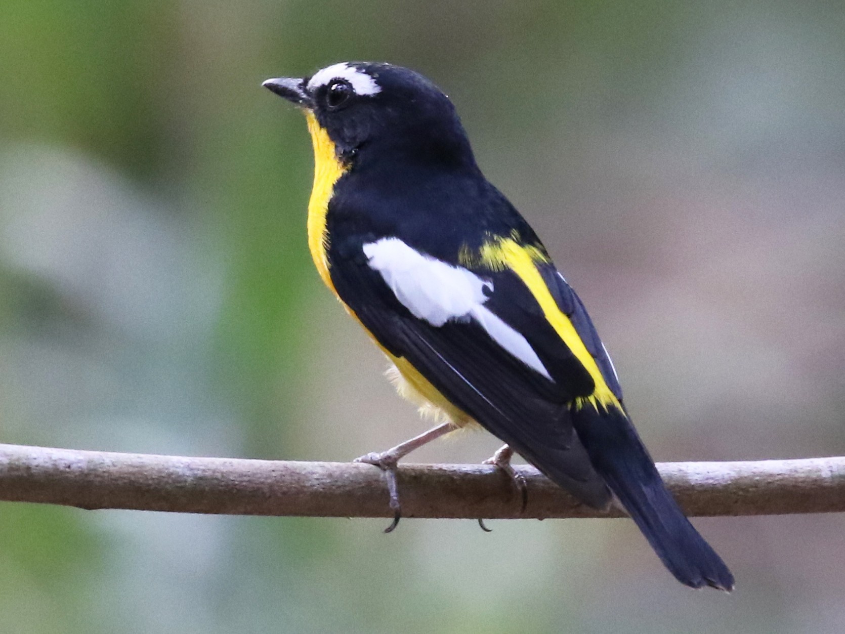 マミジロキビタキ Ebird