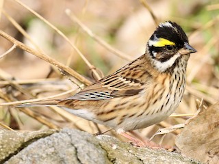  - Yellow-browed Bunting