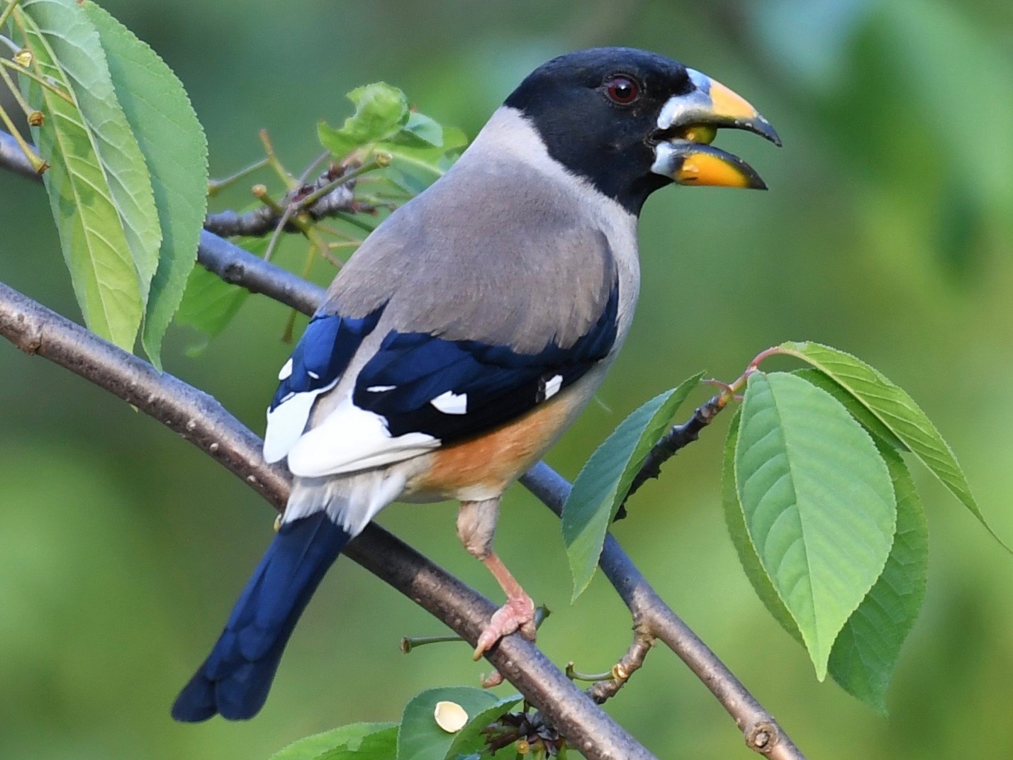 Yellow-billed Grosbeak - Yasuhiko Komatsu