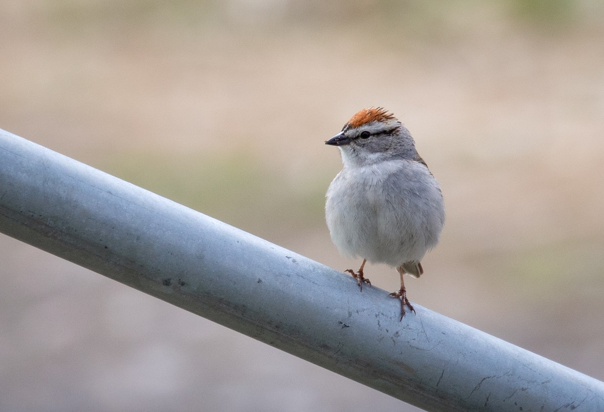 Chipping Sparrow - Suzanne Labbé