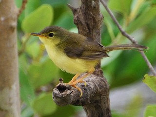  - Yellow-bellied Prinia