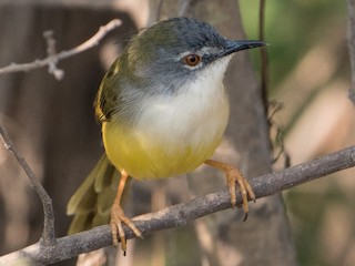  - Yellow-bellied Prinia