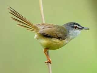  - Yellow-bellied Prinia