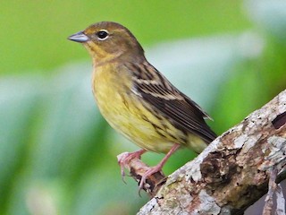 ノジコ - eBird
