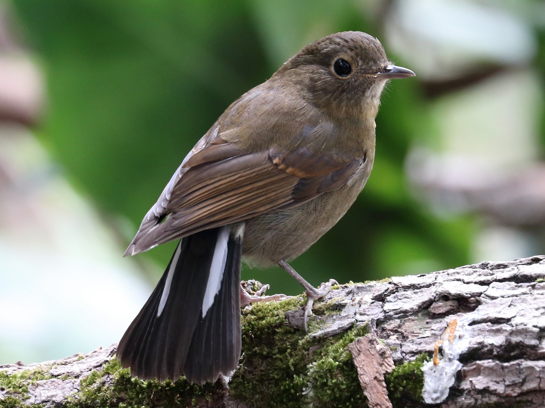 White-tailed Robin - Wing Yan Ng