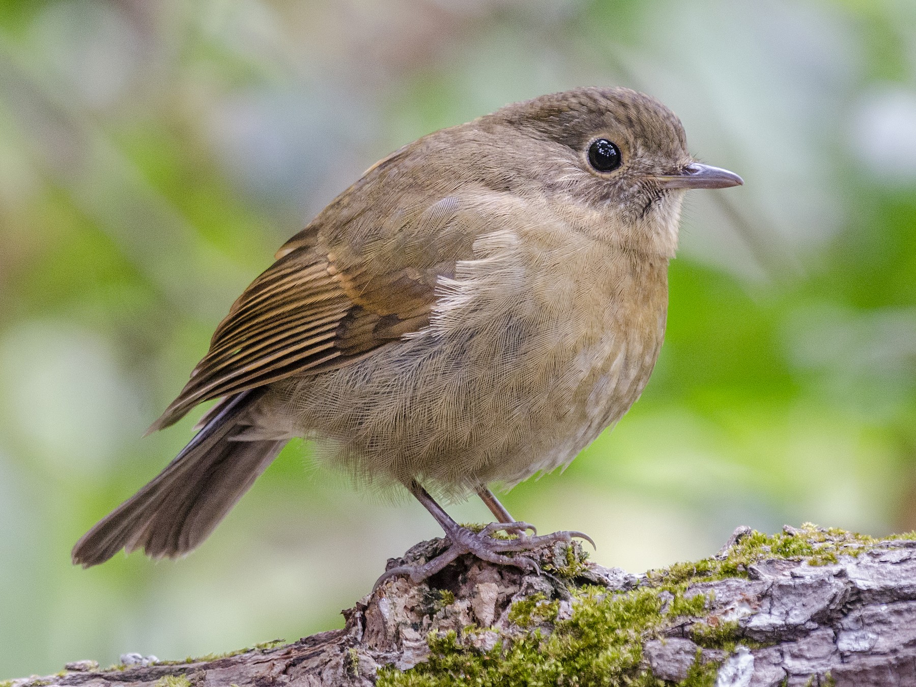 White-tailed Robin - John Clough