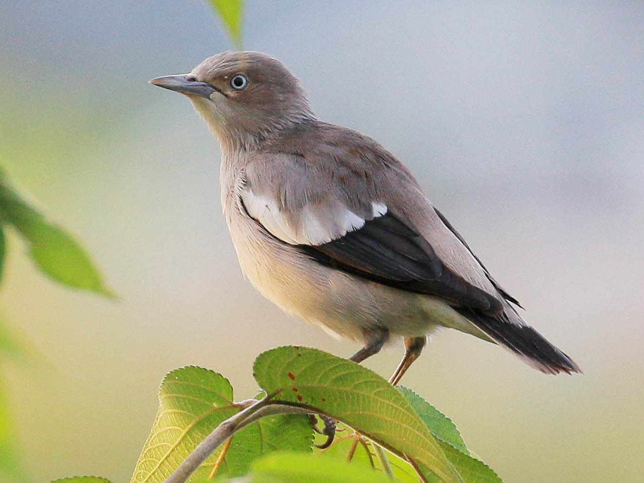 White-shouldered Starling - Neoh Hor Kee