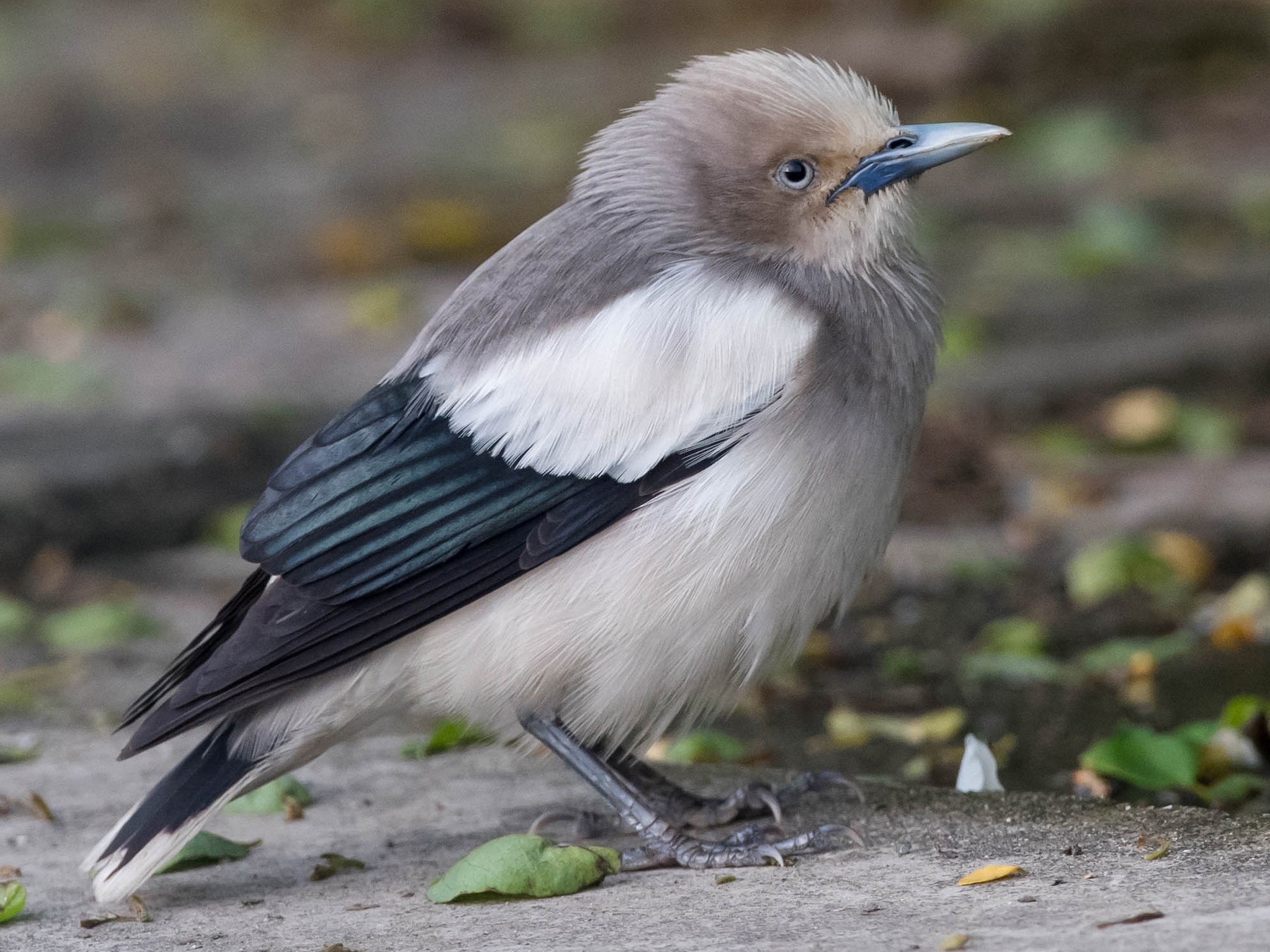 White-shouldered Starling - Kai Pflug