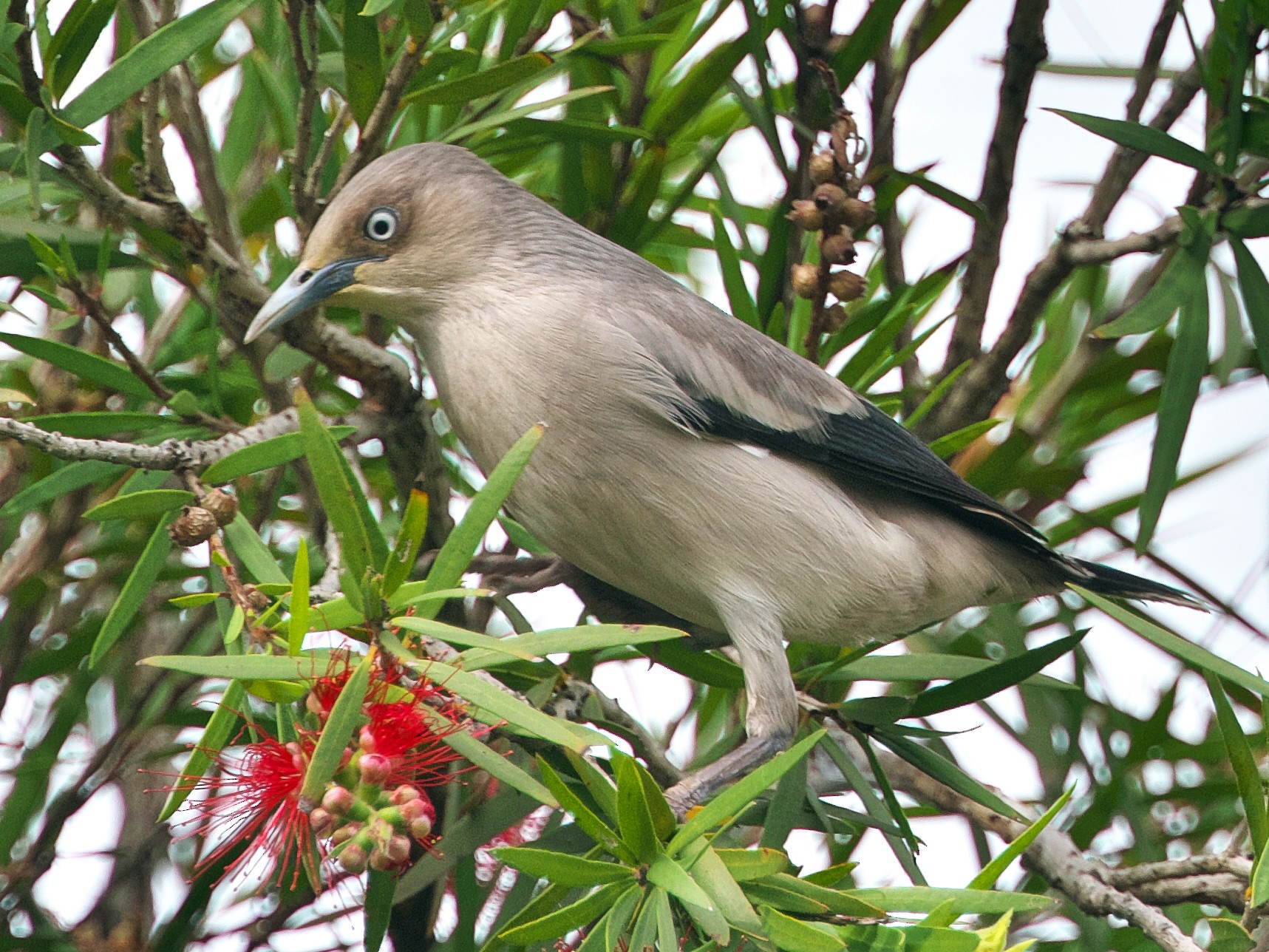 White-shouldered Starling - Pary  Sivaraman