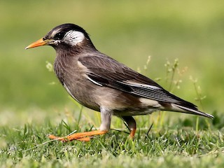  - White-cheeked Starling