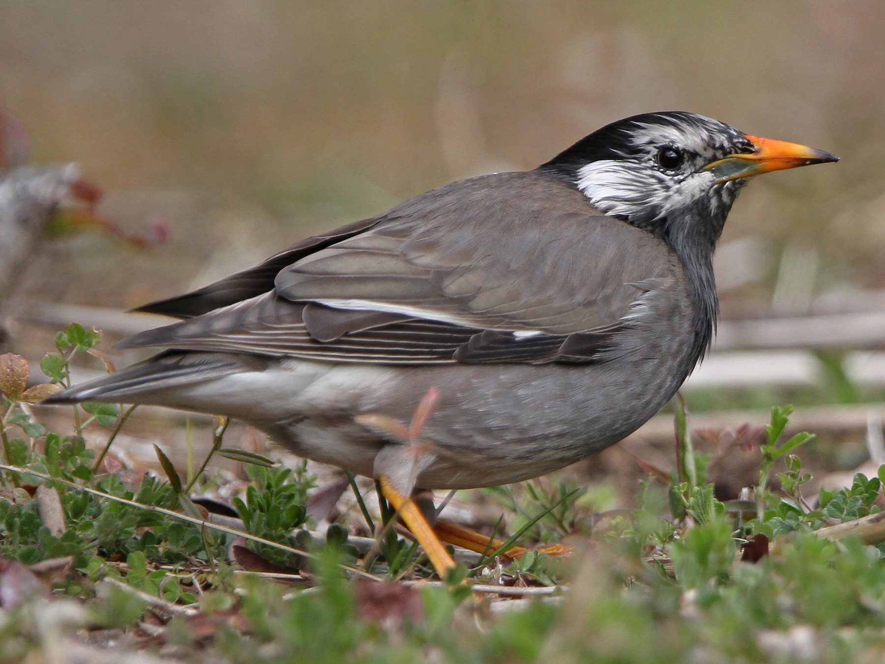 White-cheeked Starling - Christoph Moning