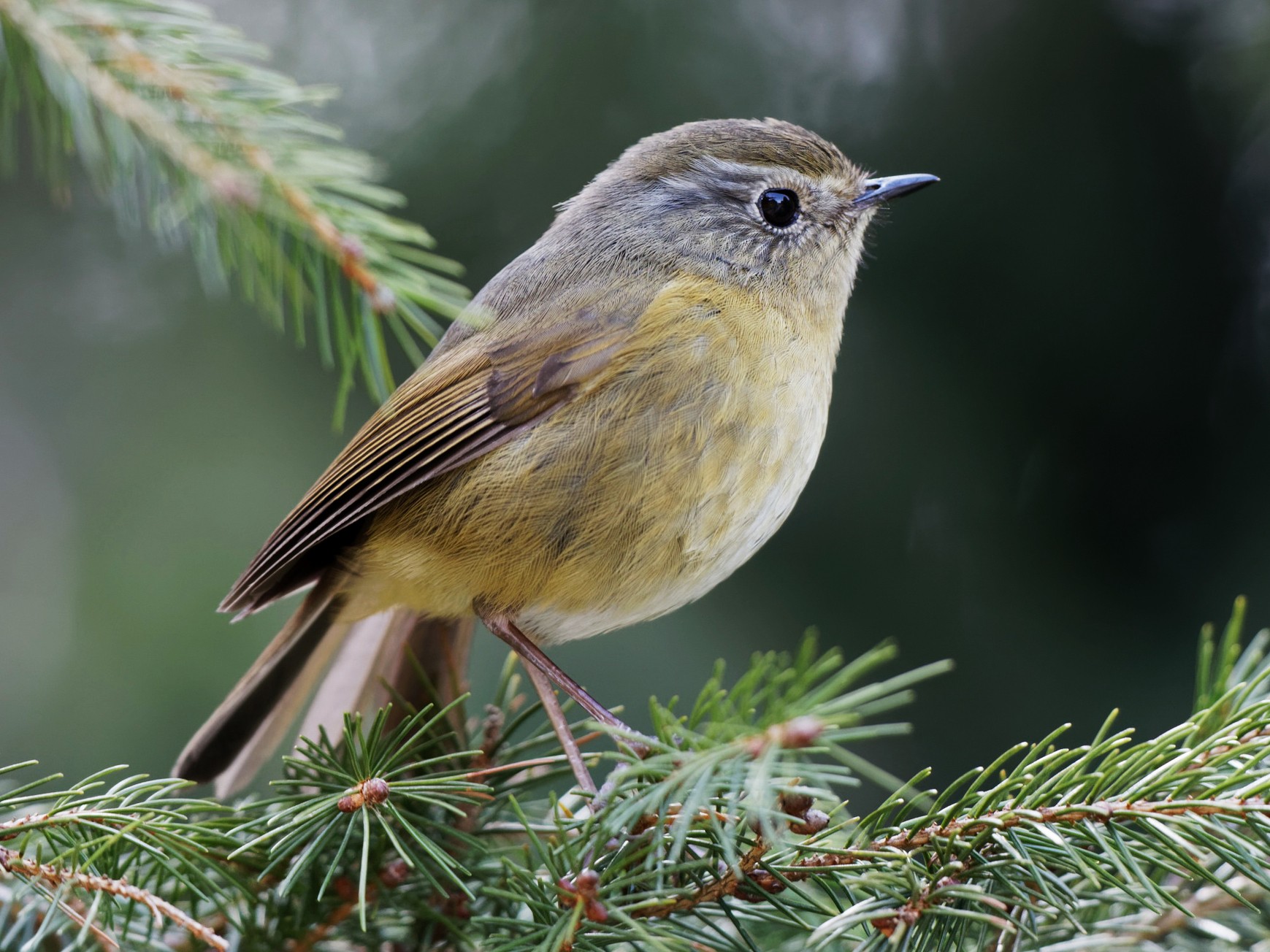 White-browed Bush-Robin - Anonymous