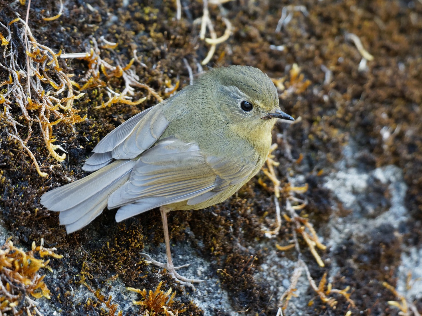 White-browed Bush-Robin - Anonymous