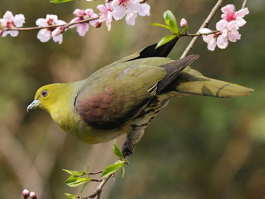 Whitebellied GreenPigeon eBird
