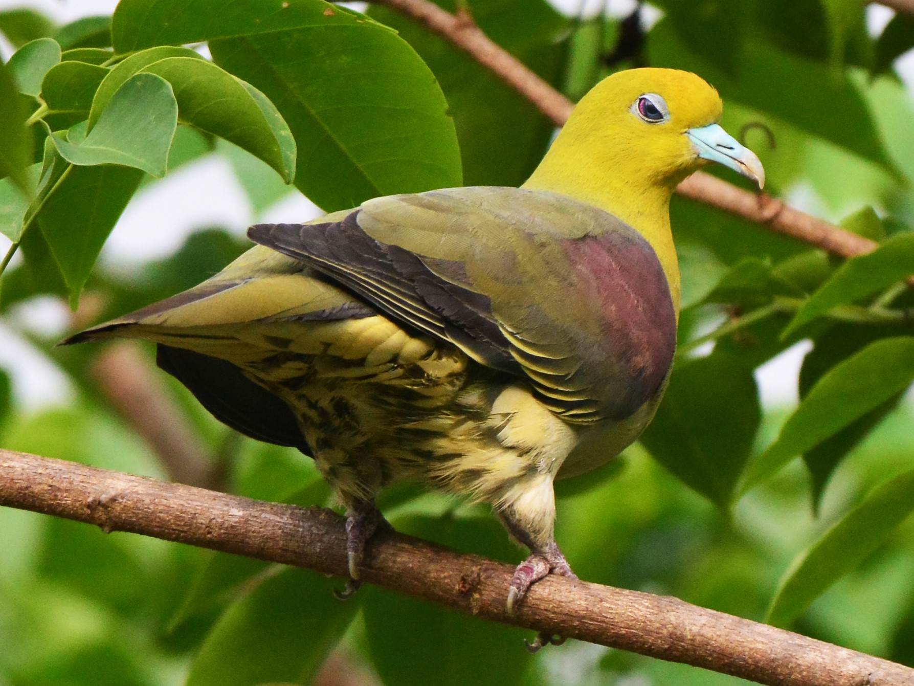 White-bellied Green-Pigeon - Jhih-Wei (志偉) TSAI (蔡)