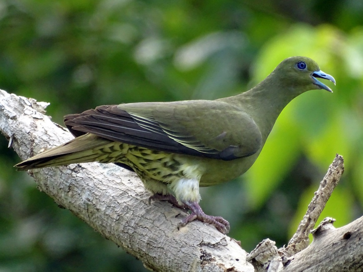 Whistling Green-Pigeon - Tom Liao