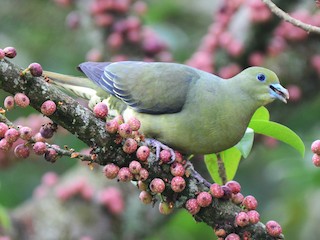 Whistling Green-Pigeon - eBird