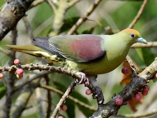  - Whistling Green-Pigeon (Taiwan)