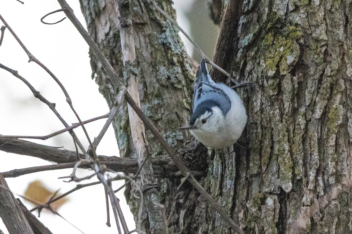 White-breasted Nuthatch - Jeff Hullstrung