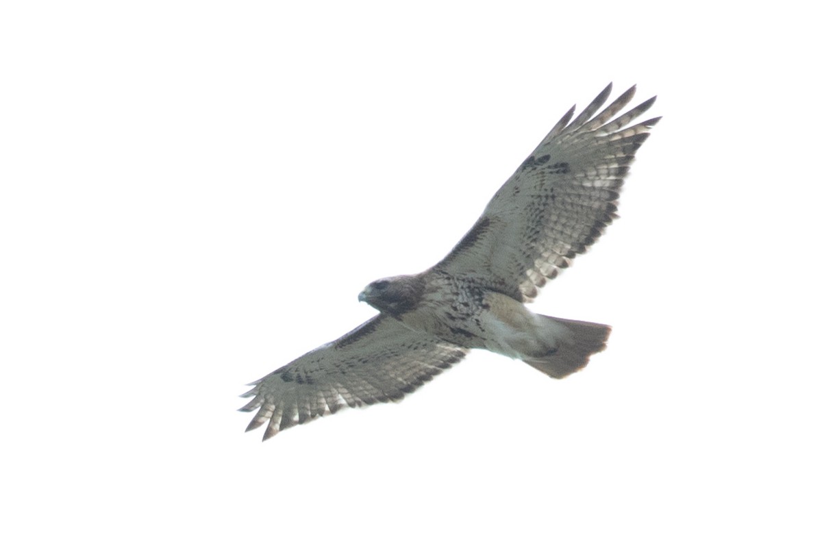 Red-tailed Hawk - ML157498921