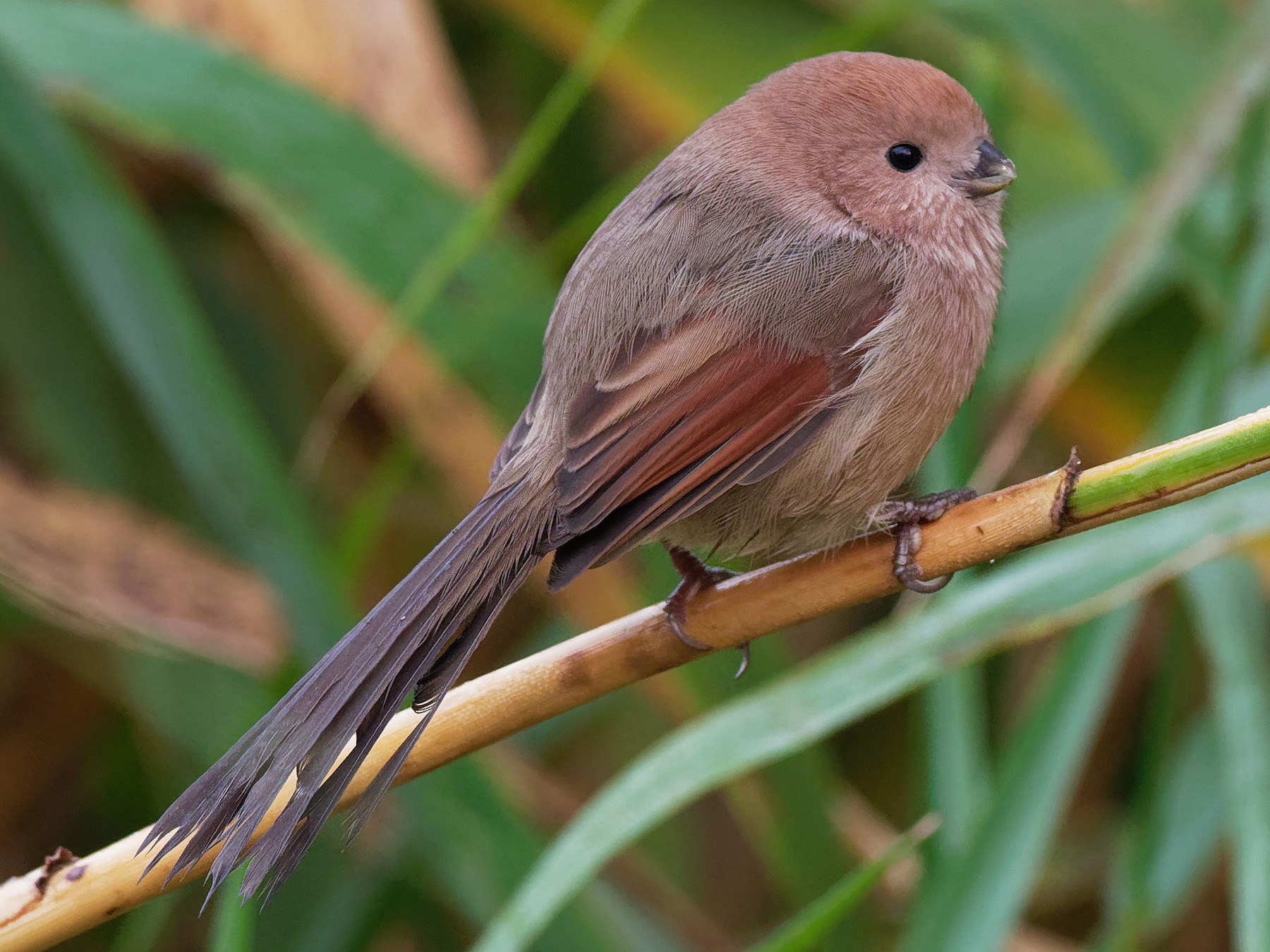 Vinous-throated Parrotbill - Vincent Wang