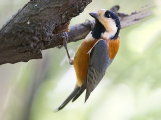  - Varied Tit