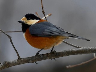  - Varied Tit