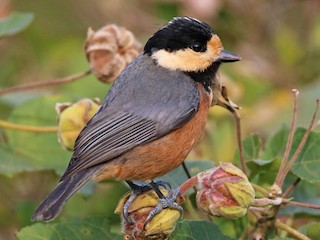  - Varied Tit