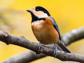  - Varied Tit