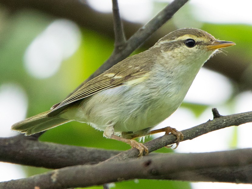 Two-barred Warbler - Ayuwat Jearwattanakanok