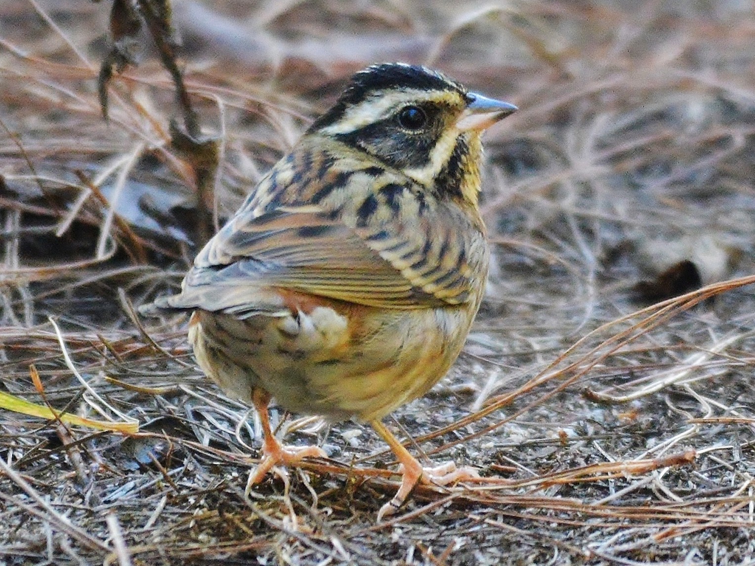白眉鵐 - eBird