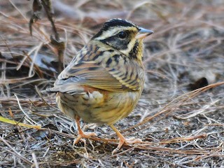 Female/nonbreeding male - Anonymous - ML157500971