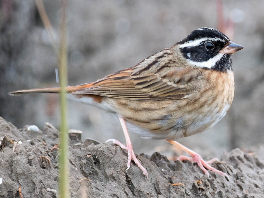 白眉鵐 - eBird