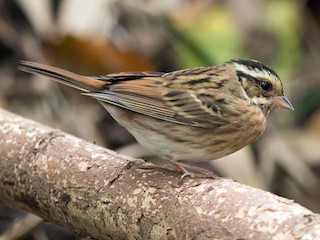 Female/nonbreeding male - Yann Muzika - ML157501001