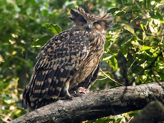  - Tawny Fish-Owl