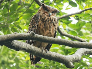  - Tawny Fish-Owl
