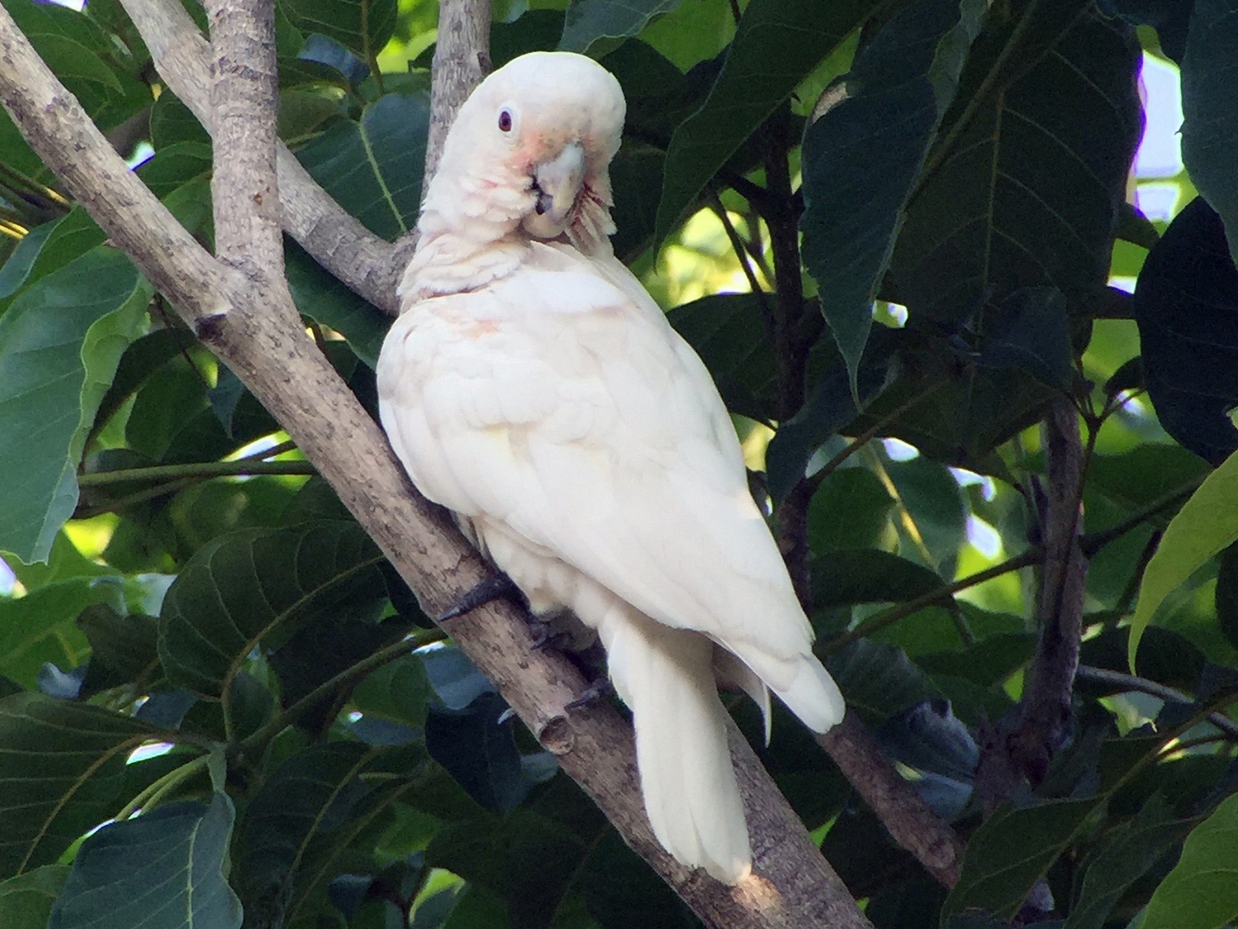 Tanimbar Corella - Martin Kennewell