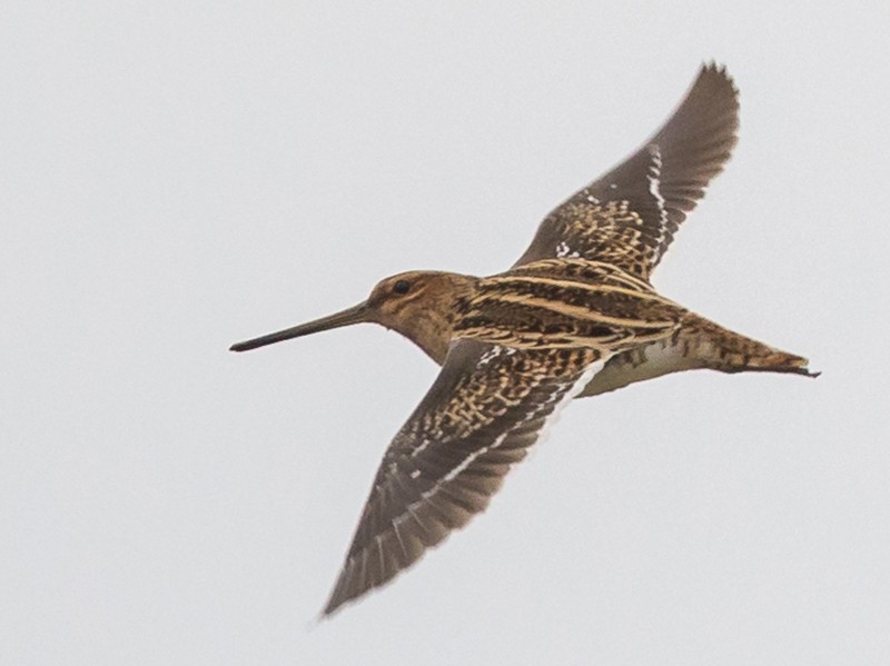 Swinhoe's Snipe - eBird