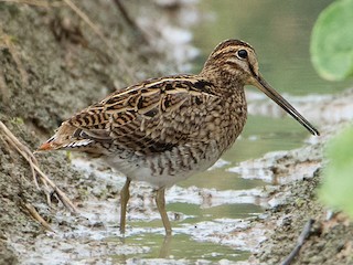  - Swinhoe's Snipe