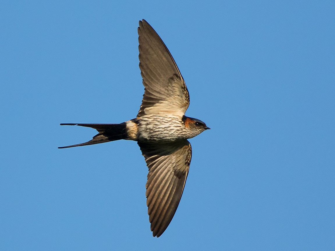 Striated Swallow - Ayuwat Jearwattanakanok