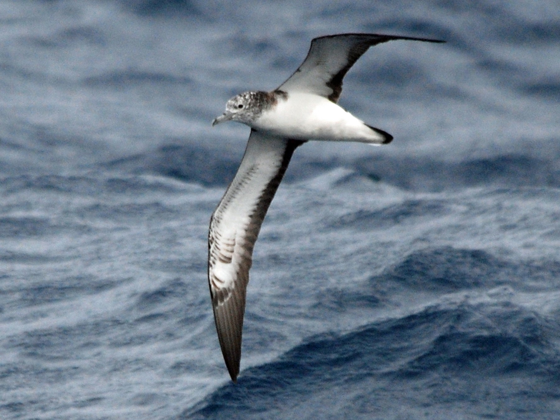 Streaked Shearwater - eBird