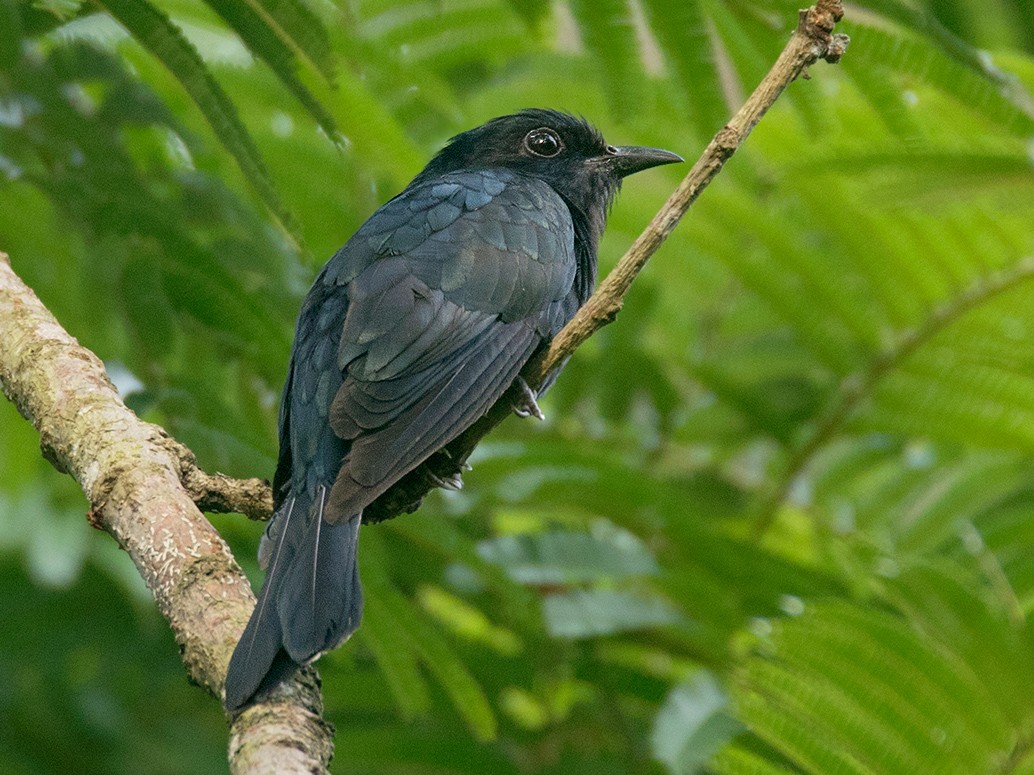 Square-tailed Drongo-Cuckoo - Ayuwat Jearwattanakanok