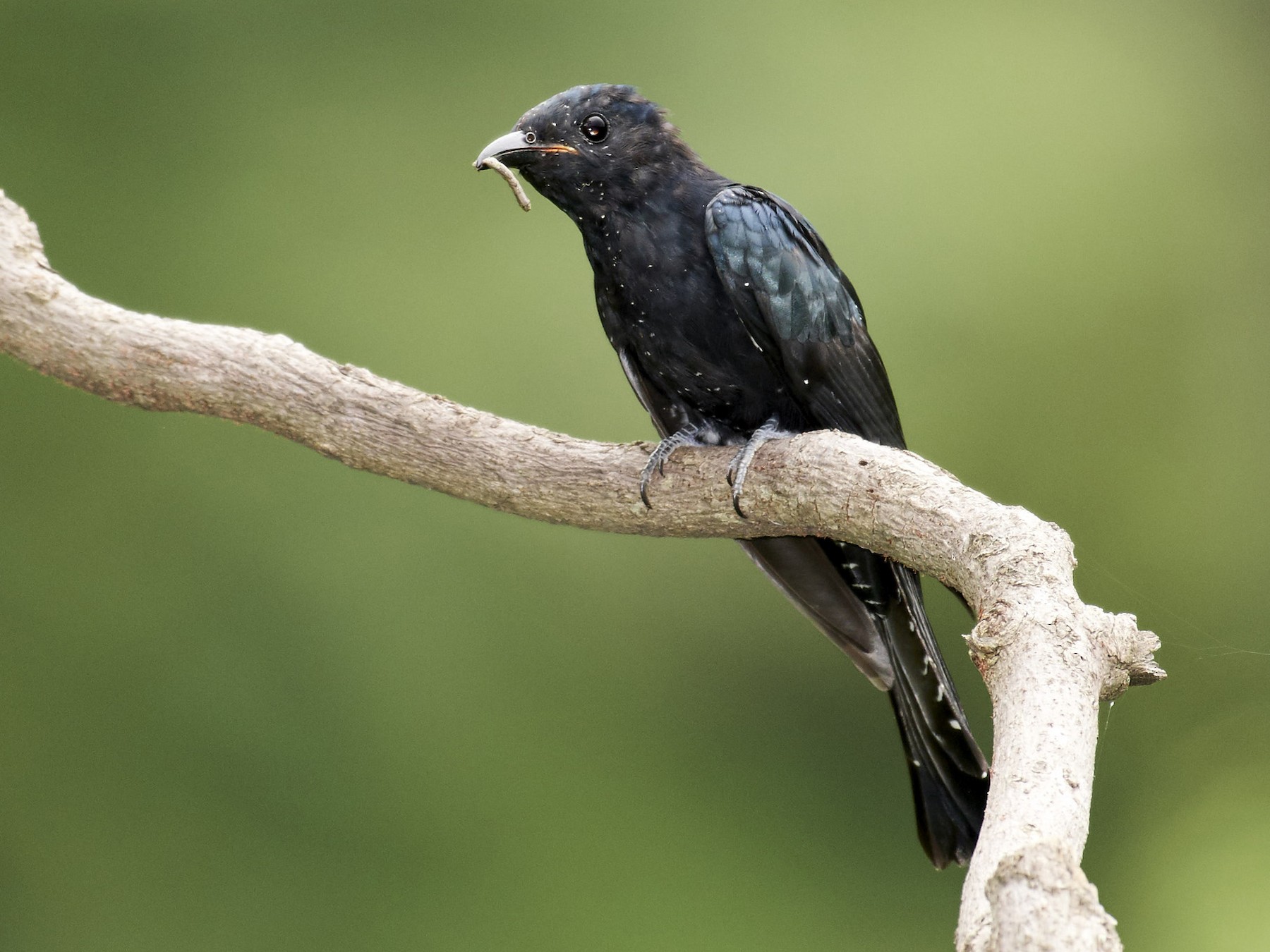 Square-tailed Drongo-Cuckoo: Mastering Mimicry in the Canopy