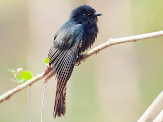  - Square-tailed Drongo-Cuckoo