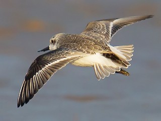 นกเต็มวัยชุดขนนอกฤดูผสมพันธุ์หรือนกวัยรุ่น - Craig Brelsford - ML157504851